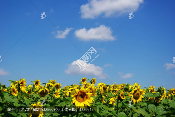 向日葵