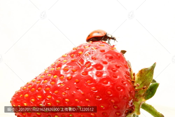 瓢蟲的美食