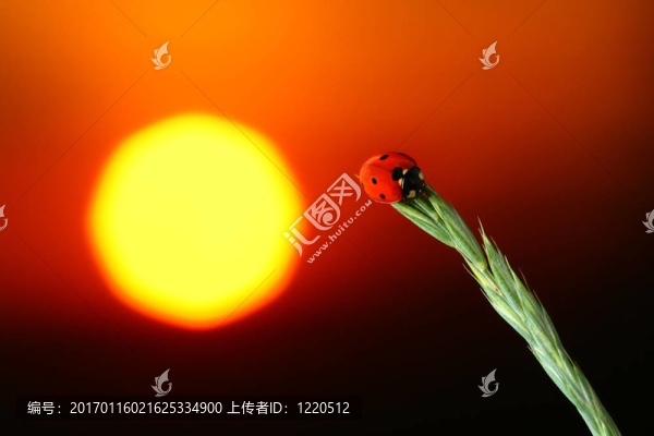 瓢蟲的日出