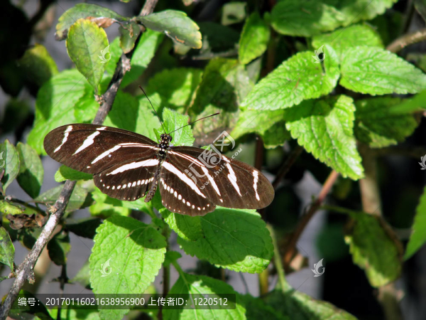斑馬蝴蝶-匯圖網(wǎng) www.fosd68.com 斑馬蝴蝶