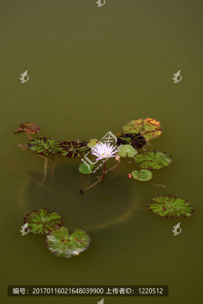 莉莉墊-植物園；新加坡