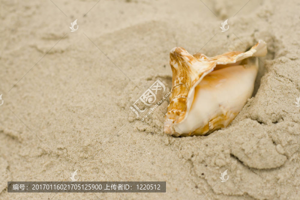 貝殼砂