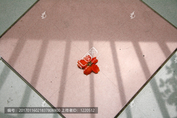 新加坡紅花-匯圖網(wǎng) www.fosd68.com 新加坡紅花