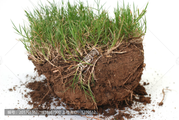 草和泥土的插頭是-匯圖網(wǎng) www.fosd68.com 草和泥土的插頭是