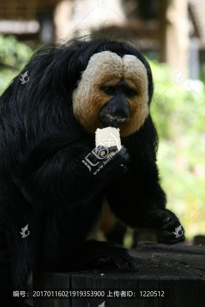 猴子-新加坡動(dòng)物園；新加坡