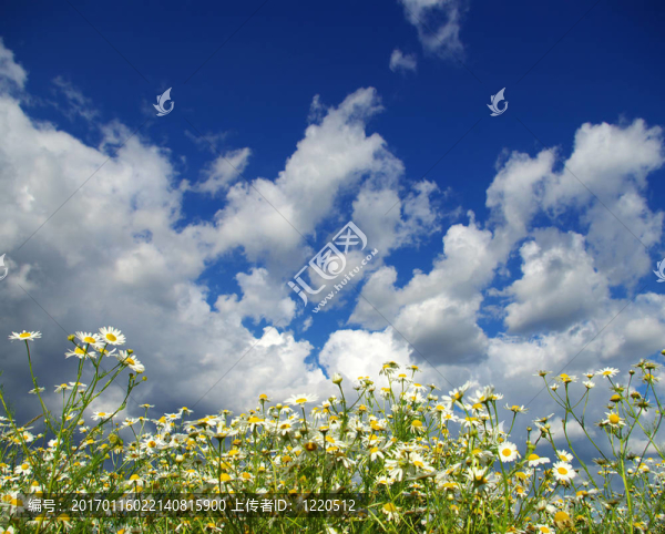甘菊花