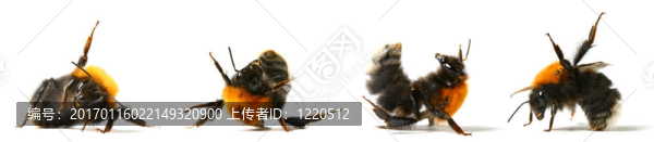 跳舞的蜜蜂
