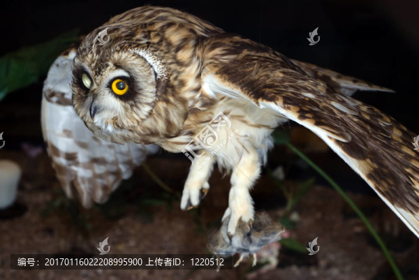 貓頭鷹在夜間狩獵