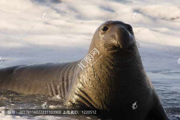 北象海豹（Mirounga,angustirostris）