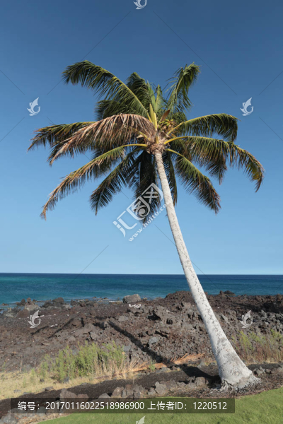 夏威夷棕櫚-匯圖網(wǎng) www.fosd68.com 夏威夷棕櫚