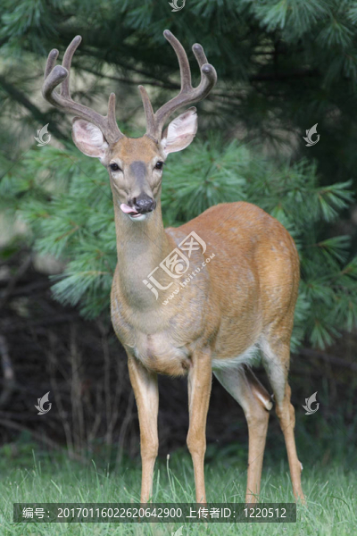 白尾Deer,Buck