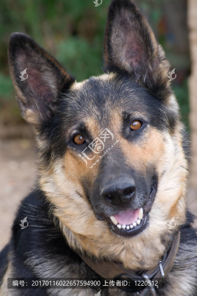牧羊犬