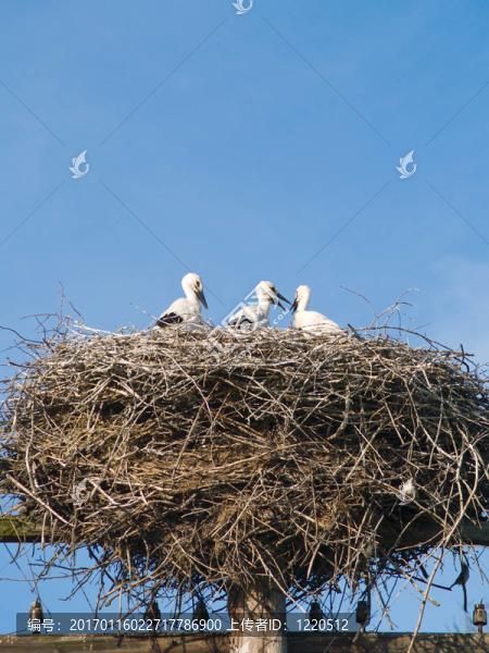 Stork的家人