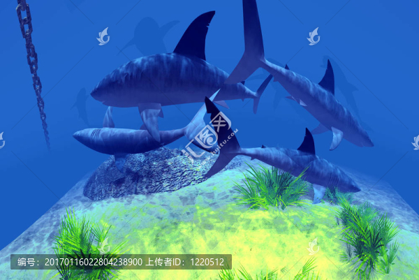 學校的鯊魚