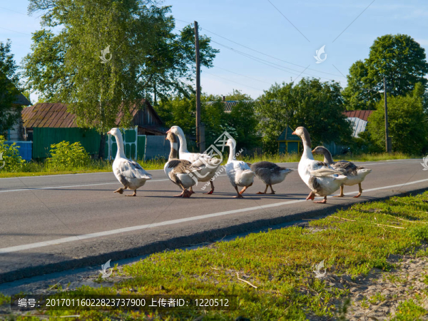 鵝過馬路