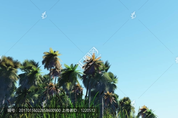 熱帶島嶼上的棕櫚樹