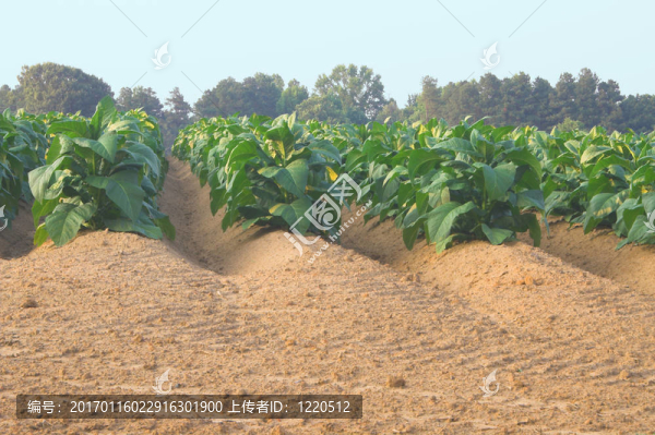 煙田