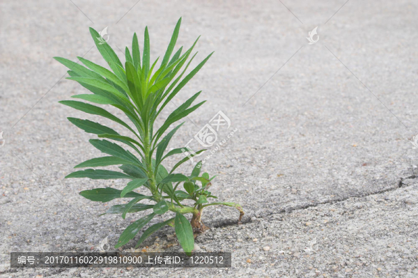一個(gè)意想不到的雜草