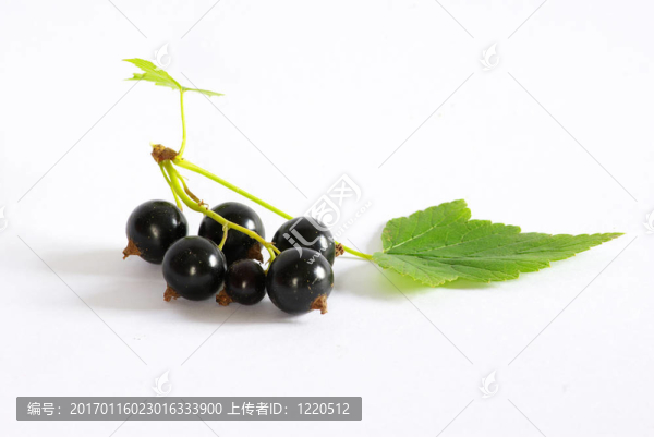 醋栗