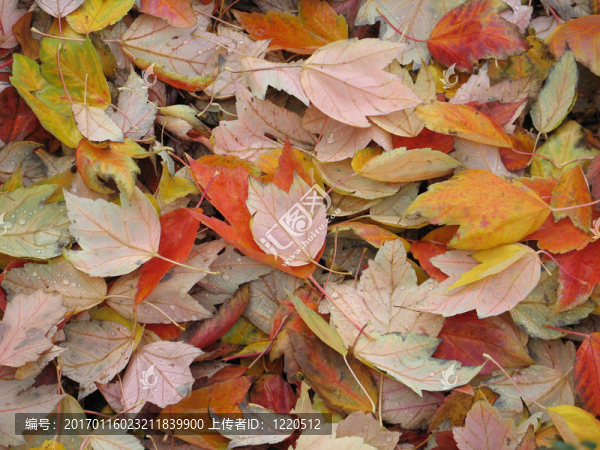 橙色和黃色的葉子-匯圖網(wǎng) www.fosd68.com 橙色和黃色的葉子