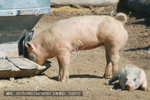 豬八戒吃-匯圖網(wǎng) www.fosd68.com 豬八戒吃