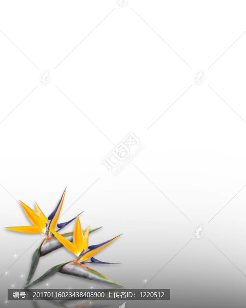 天堂角鳥(niǎo)