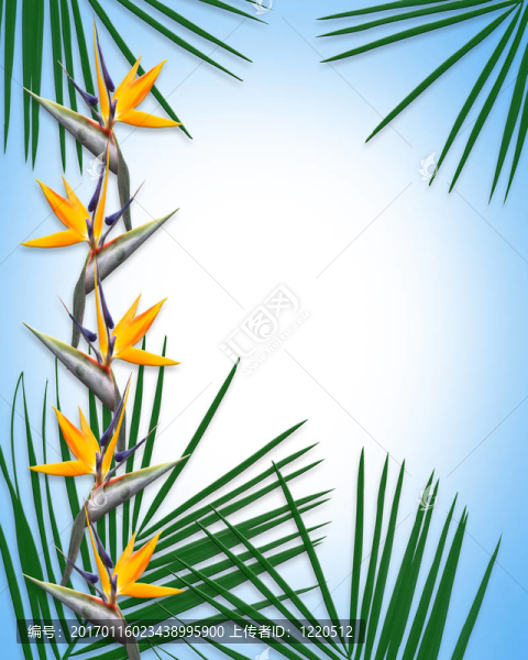 天堂之鳥(niǎo)