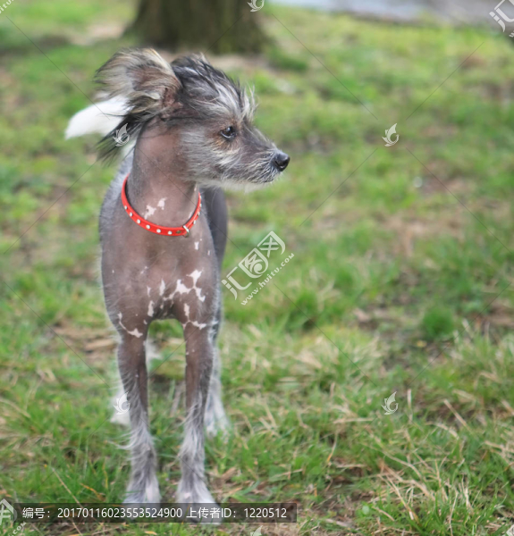 中國冠毛犬在