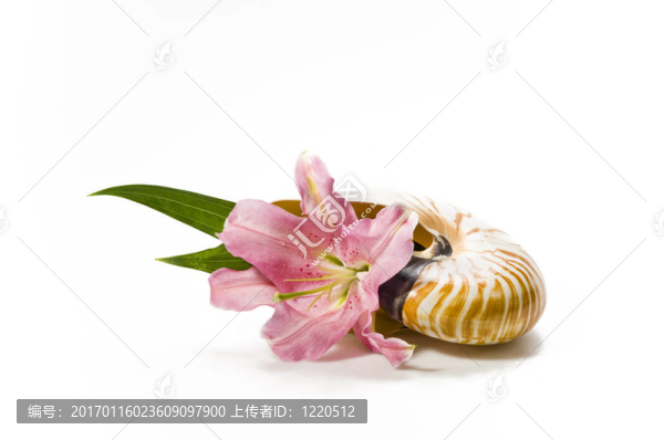 美麗的；Lily,flower