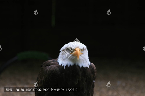 禿頭鷹