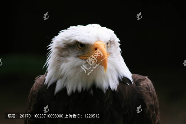 禿頭鷹
