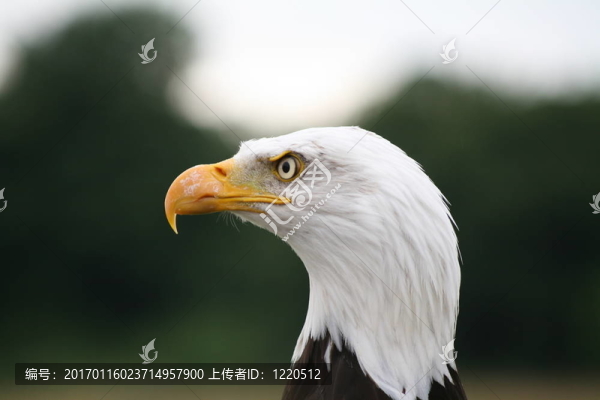 禿頭鷹