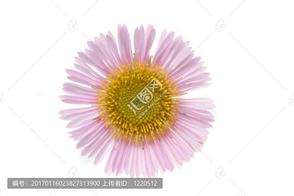 粉紅色的雛菊