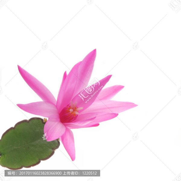 倒吊蓮