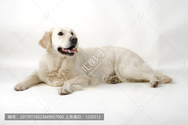 金毛獵犬