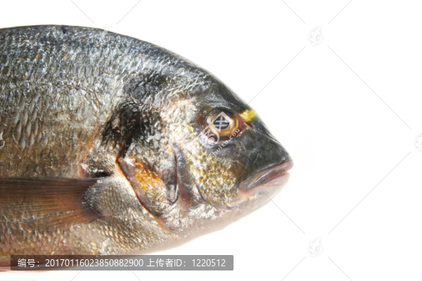 金頭鯛頭