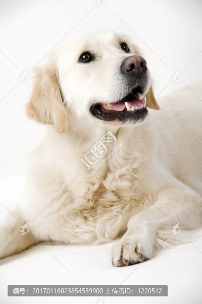 金毛獵犬