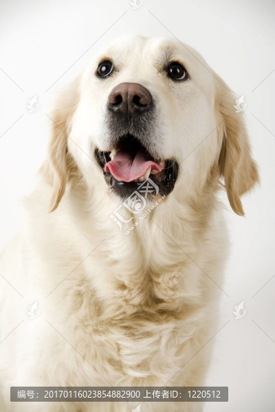 金毛獵犬