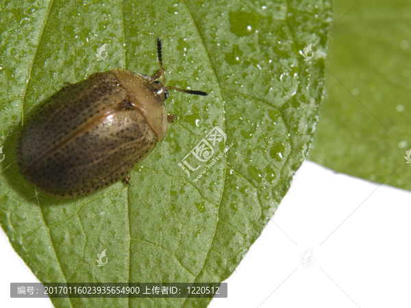 植物上的蟲(chóng)子-匯圖網(wǎng) www.fosd68.com 植物上的蟲(chóng)子