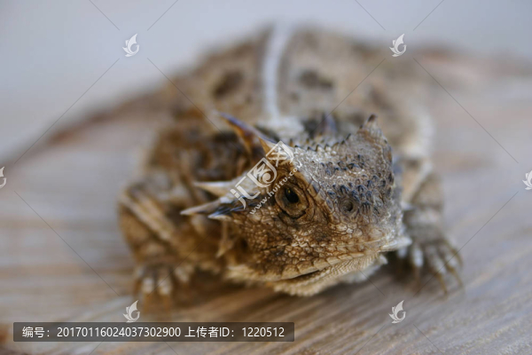 角蜥