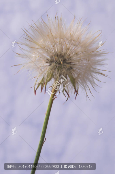 蒲公英-匯圖網(wǎng) www.fosd68.com 蒲公英