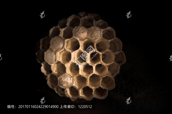 黃蜂的巢