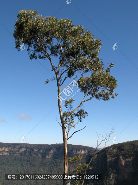 高大健壯的林地-匯圖網(wǎng) www.fosd68.com 高大健壯的林地