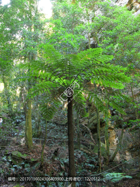 藍山國家公園；聯(lián)合國教科文組織；澳大利亞
