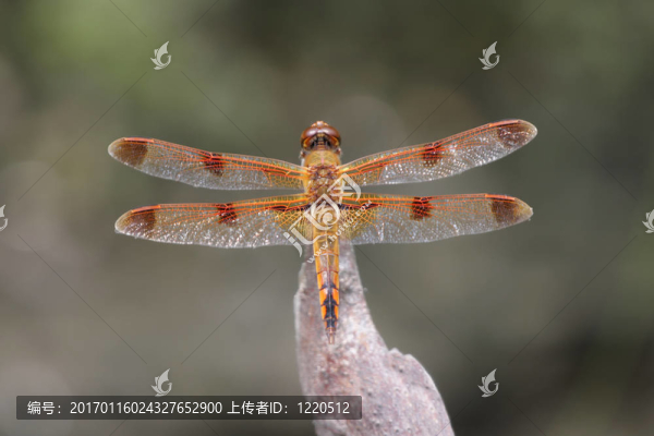 畫(huà)Skimmer,Dragonfly