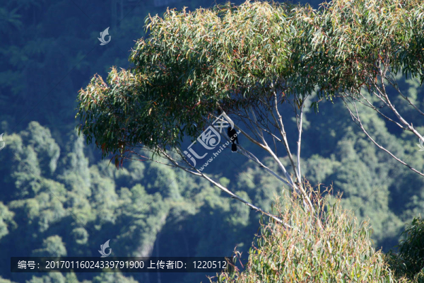 藍山國家公園；聯(lián)合國教科文組織；澳大利亞
