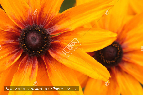 黃色的花