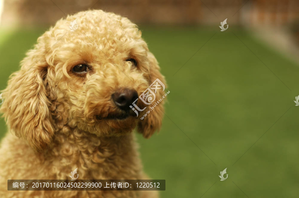 可愛的Brown,Poodle