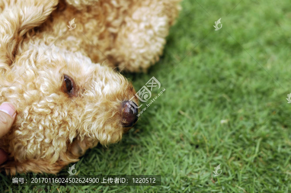 狗在草地上