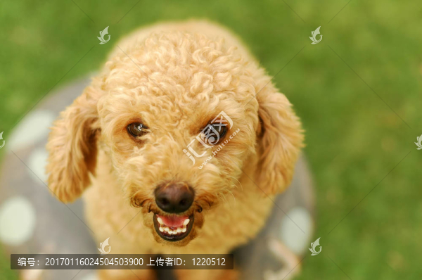 快樂的獅子